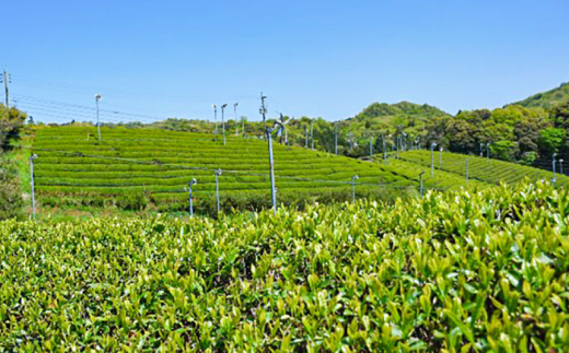 お茶 ふるさとの味 煎茶3種セット お茶 緑茶 飲み比べ ギフト お中元 お歳暮 日本茶 緑茶 煎茶 3種 3種類 セット 詰め合わせ 飲み比べセット 飲料 ドリンク 茶葉 お取り寄せ カテキン 健康 人気 おすすめ 産地直送 ギフト 贈り物 プレゼント 贈答 来客用 高級 上質 旨味 甘味 渋味 バランス おいしい 島根 雲南 島根県雲南市/砂子原茶業組合s [AIBV001]