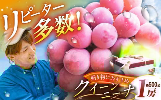 フルーツ【2026年先行予約】【20個限定】【贈答用】リピーターが続出中！クイーンニーナ 1房（約500g）秀品・化粧箱入り  ぶどう 葡萄 皮ごと 種なし 果物 産直 産地直送 旬 限定 先行予約 高級 ギフト 贈答 贈り物 プレミアム マスカット 大粒 甘い デザート スイーツ 雲南 絶品 フルーツ ブドウ ご当地 人気 おすすめ  島根県雲南市/ギアファーム [AIAB005]