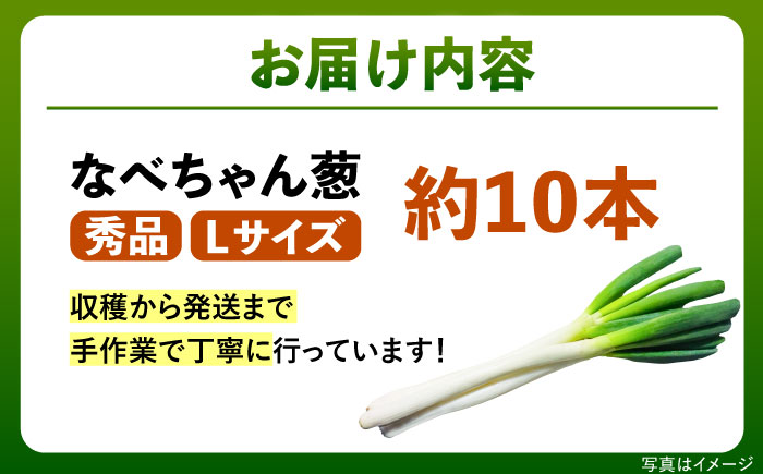 【先行予約】【2026年11月発送開始】ねぎ 焼いてそのまま美味しい！なべちゃん葱 秀品 Lサイズ2.5kg 約10本 ねぎ ネギ 野菜 白ネギ 長ネギ 2.5kg 2.5キロ 産地直送 鍋 すき焼き 焼肉 BBQ 薬味 新鮮 美味しい 甘い 人気 おすすめ 島根県雲南市/山さんファーム [AICO003]