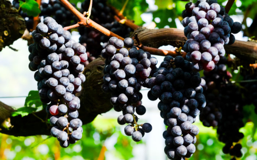 ワイン 奥出雲葡萄園 きすきのさくら ロゼワイン 720ml×1本 ロゼワイン さくら 桜 きすき 1本 単品 720ml お酒 酒 アルコール 日本ワイン 国産ワイン 地ワイン 甘口 やや甘口 フルーティー お取り寄せ プレゼント お祝い 誕生日 記念日 パーティー 人気 おすすめ 送料無料 冷酒 お花見 春 季節限定 島根県雲南市/有限会社奥出雲葡萄園 [AICS027]