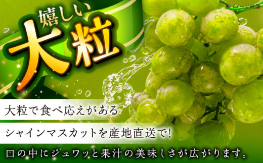 フルーツ【2026年先行予約】【8月初旬頃から順次発送】皮ごと食べれる！シャインマスカット 2房 約800g ぶどう 葡萄 皮ごと 種なし 果物 産直 産地直送 旬 プレミアム マスカット 大粒 甘い デザート スイーツ 農園 果汁 美味しい アレンジ 皮ごと 雲南 絶品 季節 旬 2房 産地直送 フルーツ ご当地 人気 おすすめ島根県雲南市/池田ぶどう農園　 [AIAA002]