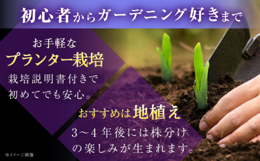 花 【4月〜11月発送】花しょうぶ（ジャパン アイリス）の苗 おまかせ6株 花 しょうぶ 菖蒲 アイリス 苗 植木 ガーデニング 庭園 植物 贈り物 ギフト 贈答品 お取り寄せ 観光 自然 園芸 お花 美しい おまかせ
ガーデニング 初心者 プランター 国産 季節 庭 ガーデン 寄せ植え 鉢植え 栽培 初心者 趣味 花好き フラワーギフト 島根県雲南市/石照庭園 [AIAC001]