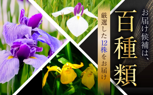 花【4月〜11月発送】花しょうぶ（ジャパン アイリス）の苗 おまかせ12株 花 しょうぶ 菖蒲 アイリス 苗 植木 ガーデニング 庭園 植物 贈り物 ギフト 贈答品 お取り寄せ 観光 自然 園芸 お花 美しい おまかせ
ガーデニング 初心者 プランター 国産 季節 庭 ガーデン 寄せ植え 鉢植え 栽培 初心者 趣味 花好き フラワーギフト 島根県雲南市/石照庭園 [AIAC002]