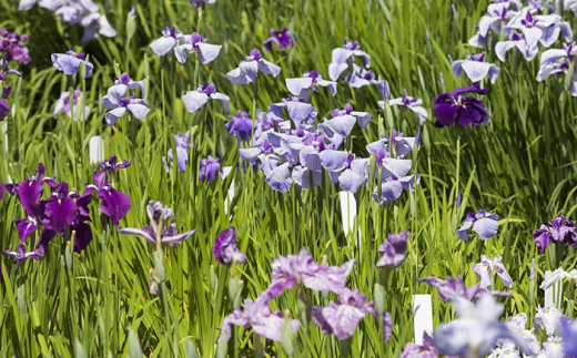チケット 回遊式日本庭園「石照庭園」茶懐石ペアチケット ペアご招待 旅行 ツアー 体験 日本庭園  ご褒美 旅 お庭 回遊式 庭園 和 懐石 和食 観光 思い出 ギフト 贈り物 贈答品 人気 おすすめ 島根県 雲南市 春 夏 秋 冬 四季 季節 花 木 シャクナゲ 石楠花 エビネラン 滝 花しょうぶ 花菖蒲 ハナショウブ 紅葉 もみじ 四季折々 癒し 島根県雲南市/石照庭園 [AIAC003]
