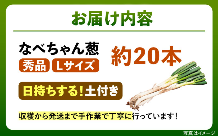 【先行予約】【2026年11月発送開始】ねぎ 焼いてそのまま美味しい！なべちゃん葱(土付き) 秀品 Lサイズ5kg 約20本 ねぎ ネギ 野菜 白ネギ 長ネギ 5kg 5キロ 大容量 産地直送 鍋 すき焼き 焼肉 BBQ 薬味 新鮮 美味しい 甘い 土付き 島根県雲南市/山さんファーム [AICO002]