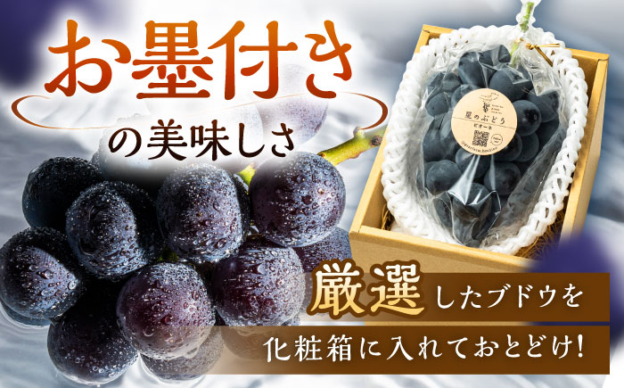 【先行予約：2026年8月中旬より発送】【贈答用】旬の味わいを農家直送で！ピオーネ 1房（約450g）秀品・化粧箱入り 島根県雲南市/ギアファーム [AIAB015]