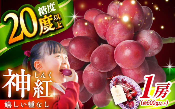ぶどう【2026年先行予約】【8月初旬頃から順次発送】島根県オリジナル品種「神紅」1房 500g以上 葡萄 ぶどう ブドウ 厳選 島根県産 1房 先行予約 期間限定 フルーツ 種なし 皮ごと 高糖度 甘い 大きい 果実 人気 新鮮 くだもの 雲南市 こだわり しんく オリジナル 品種 果物 種なし葡萄 産地直送 人気 おすすめ 島根県雲南市/池田ぶどう農園　 [AIAA001]