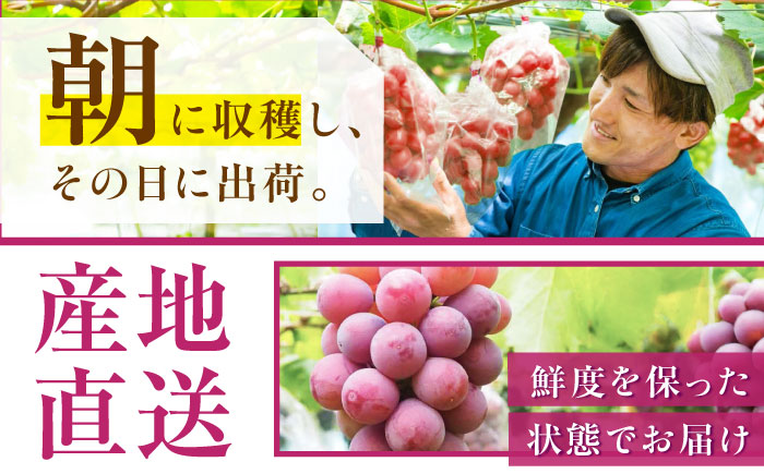 【先行予約：2026年8月中旬より発送】【数量限定】贈り物におすすめ！クイーンニーナ・ジュエリーBOX 16粒(約240g) 高級フルーツ 贈答 ブドウ 島根県雲南市/ギアファーム [AIAB018]