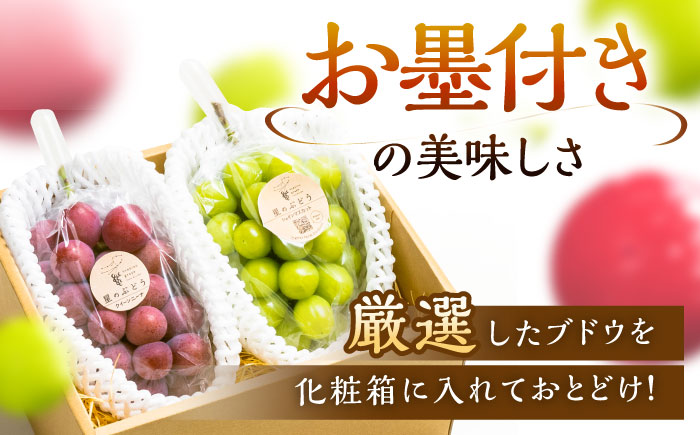 【先行予約：2026年8月中旬より発送】【贈答用】人気の2品種を食べ比べ！シャインマスカット 1房 クイーンニーナ 1房（約1kg）秀品・化粧箱入り 島根県雲南市/ギアファーム [AIAB012]