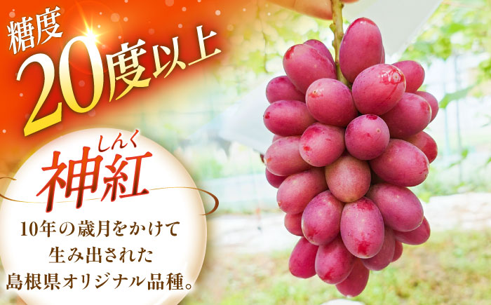 【先行予約：2026年8月中旬より発送】【数量限定】贈り物におすすめ！島根オリジナルぶどう神紅・ジュエリーBOX 16粒(約280g) 島根県雲南市/ギアファーム [AIAB019]