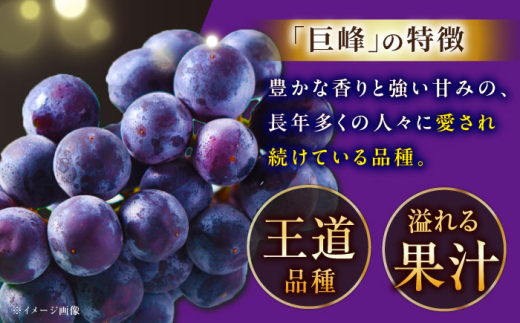 フルーツ 【2026年先行予約】【8月初旬頃から順次発送】溢れる果汁がたまらない！巨峰 2房 約700g ぶどう 葡萄 果物 産直 産地直送 ブドウ 旬 甘い デザート スイーツ 農園  果汁 美味しい アレンジ 果実 人気 新鮮 贈答 くだもの こだわり 雲南 絶品 季節 旬 2房 産地直送 フルーツ ご当地 人気 おすすめ 島根県雲南市/池田ぶどう農園　 [AIAA003]
