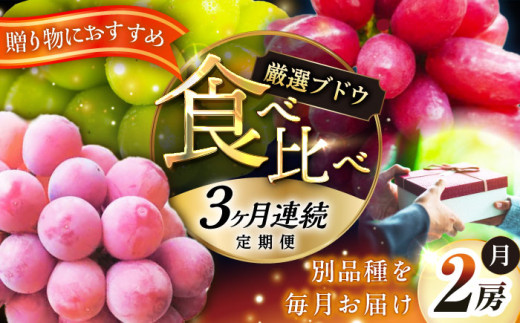 フルーツ 【全3回定期便】【2026年先行予約】【30個限定】【秀品】毎月ぶどうをお届け！イチオシ3品種 各2房  厳選 シャインマスカット マスカット ブドウ ぶどう 葡萄 大粒 季節 夏 限定 優品 果物 フルーツ お取り寄せ 旬 お中元 贈答 プレゼント 定期便 クイーンニーナ クイーンセブン 糖度 人気 おすすめ 一押し 定期便 島根県雲南市/ギアファーム [AIAB010]