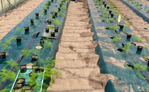 【全2回定期便】【先行予約】【2026年4月以降発送】春＆夏アスパラガス 各1kg 島根県雲南市/tasten 野菜 アスパラ 数量限定 20個 [AIEJ002]