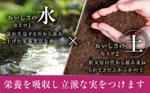 フルーツ	【2026年先行予約】【30個限定】【ご自宅用】リピーターが続出中！クイーンニーナ 1房（約450g）簡易包装 訳あり  厳選 クイーンニーナ ブドウ ぶどう 葡萄 大粒 季節 夏 限定 優品 果物 フルーツ お取り寄せ 旬 送料無料 産地直送 訳あり 産直 旬 甘い 糖度 デザート スイーツ 雲南 絶品 ご当地 人気 おすすめ 島根県雲南市/ギアファーム [AIAB006]
