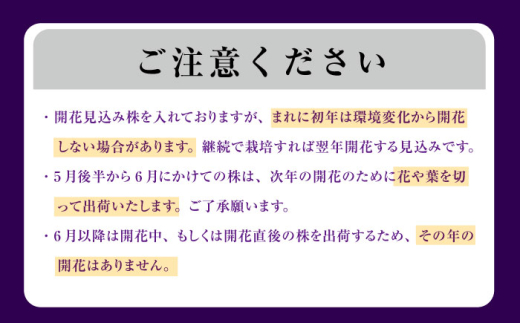 花 【4月〜11月発送】花しょうぶ（ジャパン アイリス）の苗 おまかせ6株 花 しょうぶ 菖蒲 アイリス 苗 植木 ガーデニング 庭園 植物 贈り物 ギフト 贈答品 お取り寄せ 観光 自然 園芸 お花 美しい おまかせ
ガーデニング 初心者 プランター 国産 季節 庭 ガーデン 寄せ植え 鉢植え 栽培 初心者 趣味 花好き フラワーギフト 島根県雲南市/石照庭園 [AIAC001]