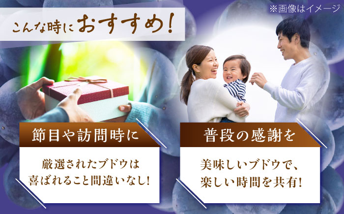 【先行予約：2026年8月中旬より発送】【贈答用】旬の味わいを農家直送で！ピオーネ 1房（約450g）秀品・化粧箱入り 島根県雲南市/ギアファーム [AIAB015]