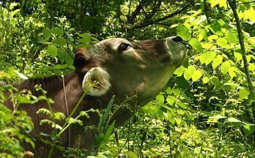 山地酪農牛乳1000ml 牛乳 ミルク 乳製品 生乳 100% 濃厚 島根県雲南市/木次乳業有限会社 [AIBH033]