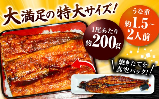 【うなぎの美味しさはタレで決まる！】自慢の味・国産活うなぎ蒲焼（4本入）| うなぎ タレ 蒲焼 国産 美味しい うな丼 鰻重 魚 島根県雲南市/有限会社石田魚店 [AICQ010]