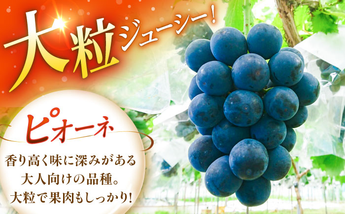 【先行予約：2026年8月中旬より発送】【ご自宅用】旬の味わいを農家直送で！ピオーネ 1房（約400g）簡易包装 訳あり 1万円 島根県雲南市/ギアファーム [AIAB014]