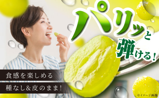 フルーツ【2026年先行予約】【8月初旬頃から順次発送】皮ごと食べれる！シャインマスカット 2房 約800g ぶどう 葡萄 皮ごと 種なし 果物 産直 産地直送 旬 プレミアム マスカット 大粒 甘い デザート スイーツ 農園 果汁 美味しい アレンジ 皮ごと 雲南 絶品 季節 旬 2房 産地直送 フルーツ ご当地 人気 おすすめ島根県雲南市/池田ぶどう農園　 [AIAA002]