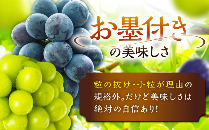 【先行予約：2026年8月中旬より発送】【ご自宅用】農家直送の2品種を食べ比べ！シャインマスカット 1房 ピオーネ 1房（約850g）簡易包装 訳あり 島根県雲南市/ギアファーム [AIAB017]