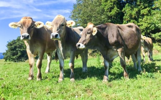 ブラウンスイス牛乳500ｍl 3本セット 牛乳 ミルク 乳製品 生乳 100% 濃厚 島根県雲南市/木次乳業有限会社 [AIBH032]