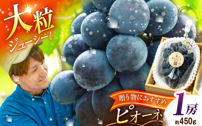 【先行予約：2026年8月中旬より発送】【贈答用】旬の味わいを農家直送で！ピオーネ 1房（約450g）秀品・化粧箱入り 島根県雲南市/ギアファーム [AIAB015]
