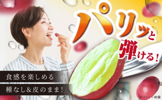 ぶどう【2026年先行予約】【8月初旬頃から順次発送】島根県オリジナル品種「神紅」1房 500g以上 葡萄 ぶどう ブドウ 厳選 島根県産 1房 先行予約 期間限定 フルーツ 種なし 皮ごと 高糖度 甘い 大きい 果実 人気 新鮮 くだもの 雲南市 こだわり しんく オリジナル 品種 果物 種なし葡萄 産地直送 人気 おすすめ 島根県雲南市/池田ぶどう農園　 [AIAA001]
