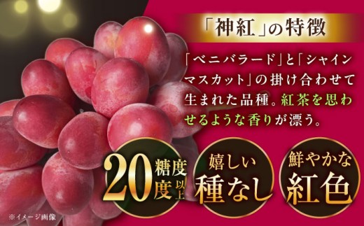 ぶどう【2026年先行予約】【8月初旬頃から順次発送】島根県オリジナル品種「神紅」1房 500g以上 葡萄 ぶどう ブドウ 厳選 島根県産 1房 先行予約 期間限定 フルーツ 種なし 皮ごと 高糖度 甘い 大きい 果実 人気 新鮮 くだもの 雲南市 こだわり しんく オリジナル 品種 果物 種なし葡萄 産地直送 人気 おすすめ 島根県雲南市/池田ぶどう農園　 [AIAA001]