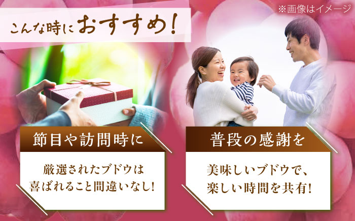 【先行予約：2026年8月中旬より発送】【贈答用】人気の2品種を食べ比べ！シャインマスカット 1房 クイーンニーナ 1房（約1kg）秀品・化粧箱入り 島根県雲南市/ギアファーム [AIAB012]