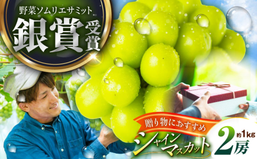 フルーツ 【2026年先行予約】【50個限定】【贈答用】旬の味わいを産地直送で！シャインマスカット 2房（約1kg）秀品・化粧箱入り ぶどう 葡萄 皮ごと 種なし 果物 産直 産地直送 旬 限定 先行予約 高級 ギフト 贈答 贈り物 プレミアム マスカット 大粒 甘い デザート スイーツ 雲南 絶品 フルーツ ご当地 人気 おすすめ 島根県雲南市/ギアファーム [AIAB001]