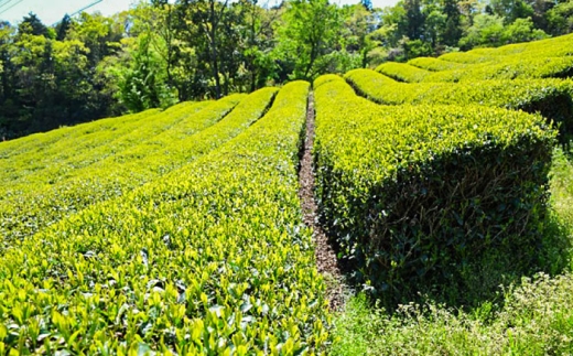 お茶 ふるさとの味 あんがいまいよ 煎茶・和紅茶セット ティーバッグ 飲み比べ 紅茶 煎茶 日本茶 緑茶 煎茶 和紅茶 国産紅茶 紅茶 2種 セット 詰め合わせ 飲み比べセット 飲料 ドリンク 茶葉 ティーバッグ ティーパック 簡単 手軽 お取り寄せグルメ カテキン 健康 人気 おすすめ 産地直送 ギフト 贈り物 プレゼント 贈答 島根 雲南 島根県雲南市/砂子原茶業組合 [AIBV004]