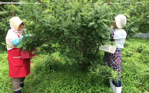 調味料【奥出雲山椒】　「頼むからごはんください」ジャコのり・ジャコみそ各3個セット | おつまみ ごはんのお供 贈答用 セット 美味しい 佃煮 のり みそ おかず 山椒 ジャコ 奥出雲 調味料 郷土料理 伝統 食材 美味しい 名産品 詰め合わせ 贈り物 ギフト つくだ煮 お取り寄せ 人気 ごはん ジャコ 味噌 セット 出雲 奥出雲 雲南 島根県雲南市/いずも八山椒有限会社 [AIAF004]