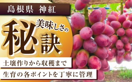 ぶどう【2026年先行予約】【8月初旬頃から順次発送】島根県オリジナル品種「神紅」1房 500g以上 葡萄 ぶどう ブドウ 厳選 島根県産 1房 先行予約 期間限定 フルーツ 種なし 皮ごと 高糖度 甘い 大きい 果実 人気 新鮮 くだもの 雲南市 こだわり しんく オリジナル 品種 果物 種なし葡萄 産地直送 人気 おすすめ 島根県雲南市/池田ぶどう農園　 [AIAA001]