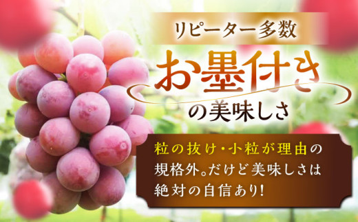 フルーツ	【2026年先行予約】【30個限定】【ご自宅用】リピーターが続出中！クイーンニーナ 1房（約450g）簡易包装 訳あり  厳選 クイーンニーナ ブドウ ぶどう 葡萄 大粒 季節 夏 限定 優品 果物 フルーツ お取り寄せ 旬 送料無料 産地直送 訳あり 産直 旬 甘い 糖度 デザート スイーツ 雲南 絶品 ご当地 人気 おすすめ 島根県雲南市/ギアファーム [AIAB006]
