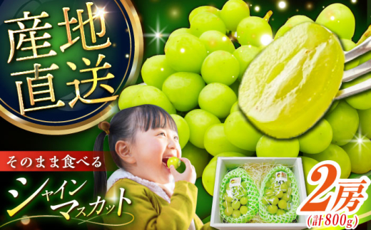フルーツ【2026年先行予約】【8月初旬頃から順次発送】皮ごと食べれる！シャインマスカット 2房 約800g ぶどう 葡萄 皮ごと 種なし 果物 産直 産地直送 旬 プレミアム マスカット 大粒 甘い デザート スイーツ 農園 果汁 美味しい アレンジ 皮ごと 雲南 絶品 季節 旬 2房 産地直送 フルーツ ご当地 人気 おすすめ島根県雲南市/池田ぶどう農園　 [AIAA002]