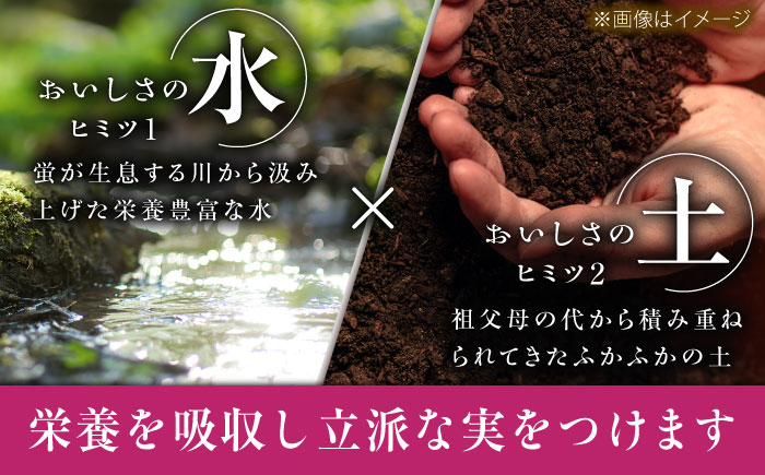 【先行予約：2026年8月中旬より発送】【数量限定】贈り物におすすめ！クイーンニーナ・ジュエリーBOX 16粒(約240g) 高級フルーツ 贈答 ブドウ 島根県雲南市/ギアファーム [AIAB018]