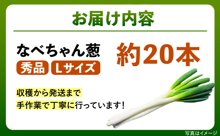 【先行予約】【2026年11月発送開始】ねぎ 焼いてそのまま美味しい！なべちゃん葱 秀品 Lサイズ5kg 約20本 ねぎ ネギ 野菜 ネギ 白ネギ 長ネギ 5kg 5キロ 大容量 産地直送 鍋 すき焼き 焼肉 BBQ 薬味 新鮮 美味しい 甘い 人気 おすすめ 島根県雲南市/山さんファーム [AICO001]