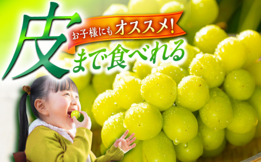 フルーツ【2026年先行予約】【8月初旬頃から順次発送】皮ごと食べれる！シャインマスカット 2房 約800g ぶどう 葡萄 皮ごと 種なし 果物 産直 産地直送 旬 プレミアム マスカット 大粒 甘い デザート スイーツ 農園 果汁 美味しい アレンジ 皮ごと 雲南 絶品 季節 旬 2房 産地直送 フルーツ ご当地 人気 おすすめ島根県雲南市/池田ぶどう農園　 [AIAA002]