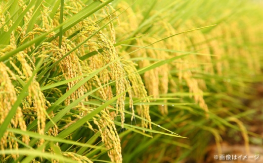 お米【全6回定期便】たたら焔米 雲南市プレミアムつや姫 2kg(2kg×1袋) 令和7年産 2025年産 米 お米 白米 精米 こめ コメ ご飯 ブランド米 特別栽培米 国産米 銘柄米 人気 おすすめ 特A 特A評価 食味特A JA プレミアムつや姫 小分け お試し 2kg 定期便 6回 6カ月 毎月 島根県雲南市/島根県農業協同組合 雲南地区本部 頓原加工所 [AIBR019]