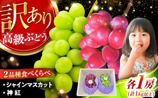 【2026年先行予約】【8月初旬頃から順次発送】【訳あり】神紅・シャインマスカット 各1房 計1kg以上 島根県雲南市/池田ぶどう農園 フルーツ 果物 ぶどう セット 食べ比べ 家庭用 [AIAA005]