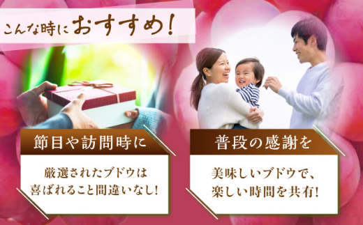 フルーツ	【全3回定期便】【2026年先行予約】【30個限定】【秀品】毎月ぶどうをお届け！イチオシ3品種 各2房  厳選 シャインマスカット マスカット ブドウ ぶどう 葡萄 大粒 季節 夏 限定 優品 果物 フルーツ お取り寄せ 旬 お中元 贈答 プレゼント 定期便 クイーンニーナ クイーンセブン 糖度 人気 おすすめ 一押し 定期便 島根県雲南市/ギアファーム [AIAB010]