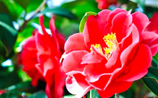 美容 出雲椿生しぼり油 叶椿・TSUBAKI オイル 椿油 ケア 油 名産品 贈り物 ギフト 贈答品 人気 おすすめ プレゼント ご当地 お取り寄せ 叶 ご褒美 日常づかい 使いやすい 肌ケア 生しぼり 椿 ツバキ つばき 美肌 コスメ 美容品  ヘア フェイス 国産 保湿 美容 しっとり すべすべ ケア 出雲 奥出雲 雲南 健康 島根県雲南市/株式会社　丸隆 [AIAZ004]