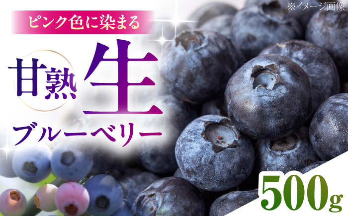 【先行予約】【2026年7月中旬以降順次発送】ブルーベリー500g(1パック) ブルーベリー フルーツ 果物 ジャム ヨーグルト/島根県雲南市/日登ブルーベリー園 [AIET001]