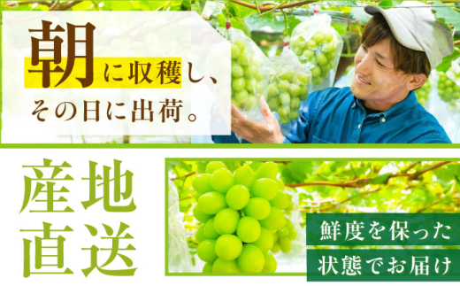 フルーツ【全3回定期便】【2026年先行予約】【30個限定】【自宅用】毎月ぶどうをお届け！イチオシ3品種 各2房  厳選 シャインマスカット マスカット ブドウ ぶどう 葡萄 大粒 季節 夏 限定 優品 果物 フルーツ お取り寄せ 旬 美味しい 毎月お届け 定期便  自宅 家族 クイーンニーナ クイーンセブン 糖度 人気 おすすめ 一押し 定期便 島根県雲南市/ギアファーム [AIAB011]