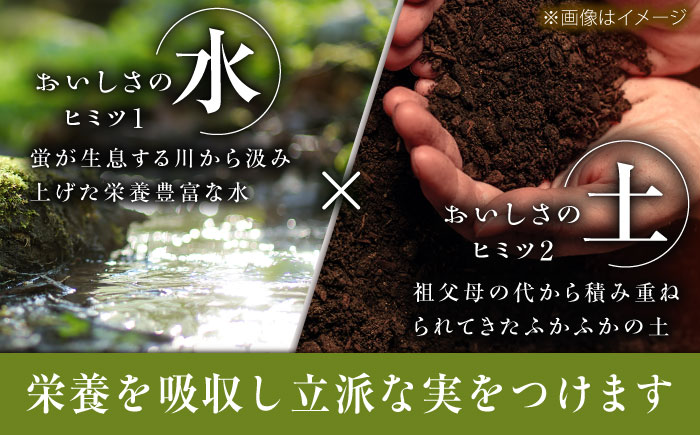 【先行予約：2026年8月中旬より発送】【贈答用】人気の2品種を食べ比べ！シャインマスカット 1房 クイーンニーナ 1房（約1kg）秀品・化粧箱入り 島根県雲南市/ギアファーム [AIAB012]