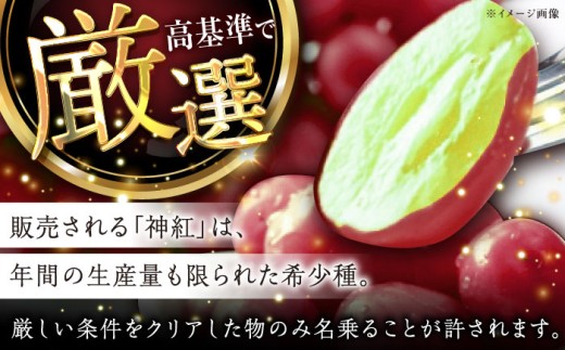 ぶどう【2026年先行予約】【8月初旬頃から順次発送】島根県オリジナル品種「神紅」1房 500g以上 葡萄 ぶどう ブドウ 厳選 島根県産 1房 先行予約 期間限定 フルーツ 種なし 皮ごと 高糖度 甘い 大きい 果実 人気 新鮮 くだもの 雲南市 こだわり しんく オリジナル 品種 果物 種なし葡萄 産地直送 人気 おすすめ 島根県雲南市/池田ぶどう農園　 [AIAA001]