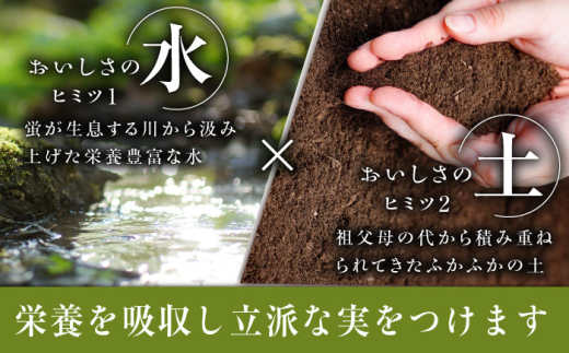 フルーツ	【2026年先行予約】【50個限定】【贈答用】旬の味わいを産地直送で！シャインマスカット 2房（約1kg）秀品・化粧箱入り ぶどう 葡萄 皮ごと 種なし 果物 産直 産地直送 旬 限定 先行予約 高級 ギフト 贈答 贈り物 プレミアム マスカット 大粒 甘い デザート スイーツ 雲南 絶品 フルーツ ご当地 人気 おすすめ 島根県雲南市/ギアファーム [AIAB001]