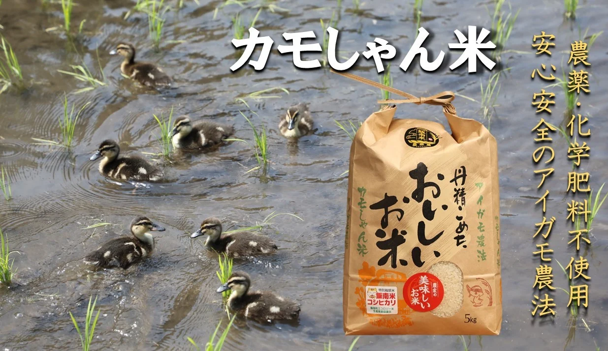 【12回定期便】令和6年度島根県産コシヒカリ 「カモしゃん米」（玄米）5kg 【 こしひかり お米 農家直送 無農薬 化学肥料不使用 安心 安全 新米 D-156 】