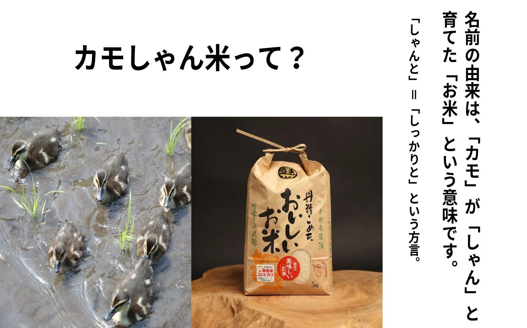 【12回定期便】令和6年度島根県産コシヒカリ 「カモしゃん米」（玄米）5kg 【 こしひかり お米 農家直送 無農薬 化学肥料不使用 安心 安全 新米 D-156 】